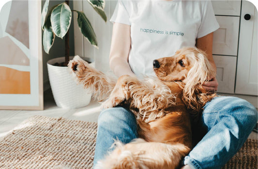 How to Get Your Dog Safely Through Christmas