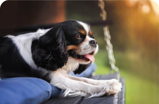 Do you have a picky dog?