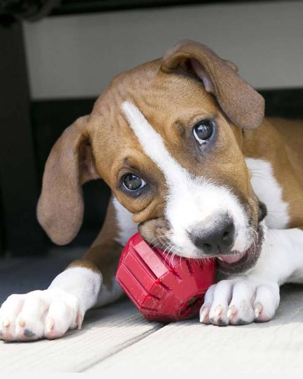 Kong Stuff a Ball