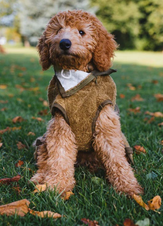 SICCARO Supreme Pro Drying Coat -S